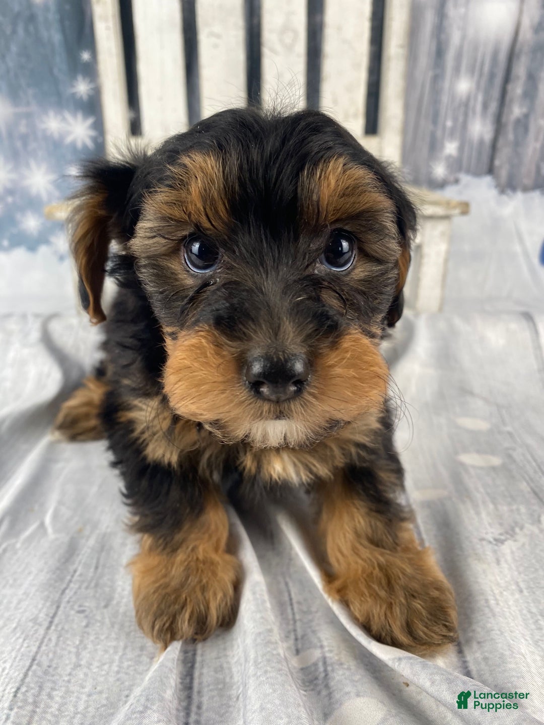 Yorkiepoo dogs for sale: Maddie - Ad 10