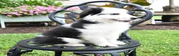 Miniature Australian Shepherd dogs for sale: Trinity - Ad 3