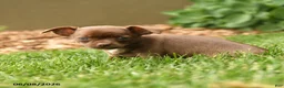 Chihuahua dogs for sale: Jewels - Ad 5