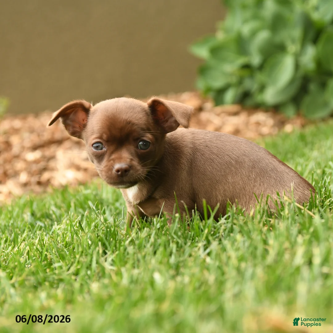 Chihuahua dogs for sale: Jewels - Ad 5