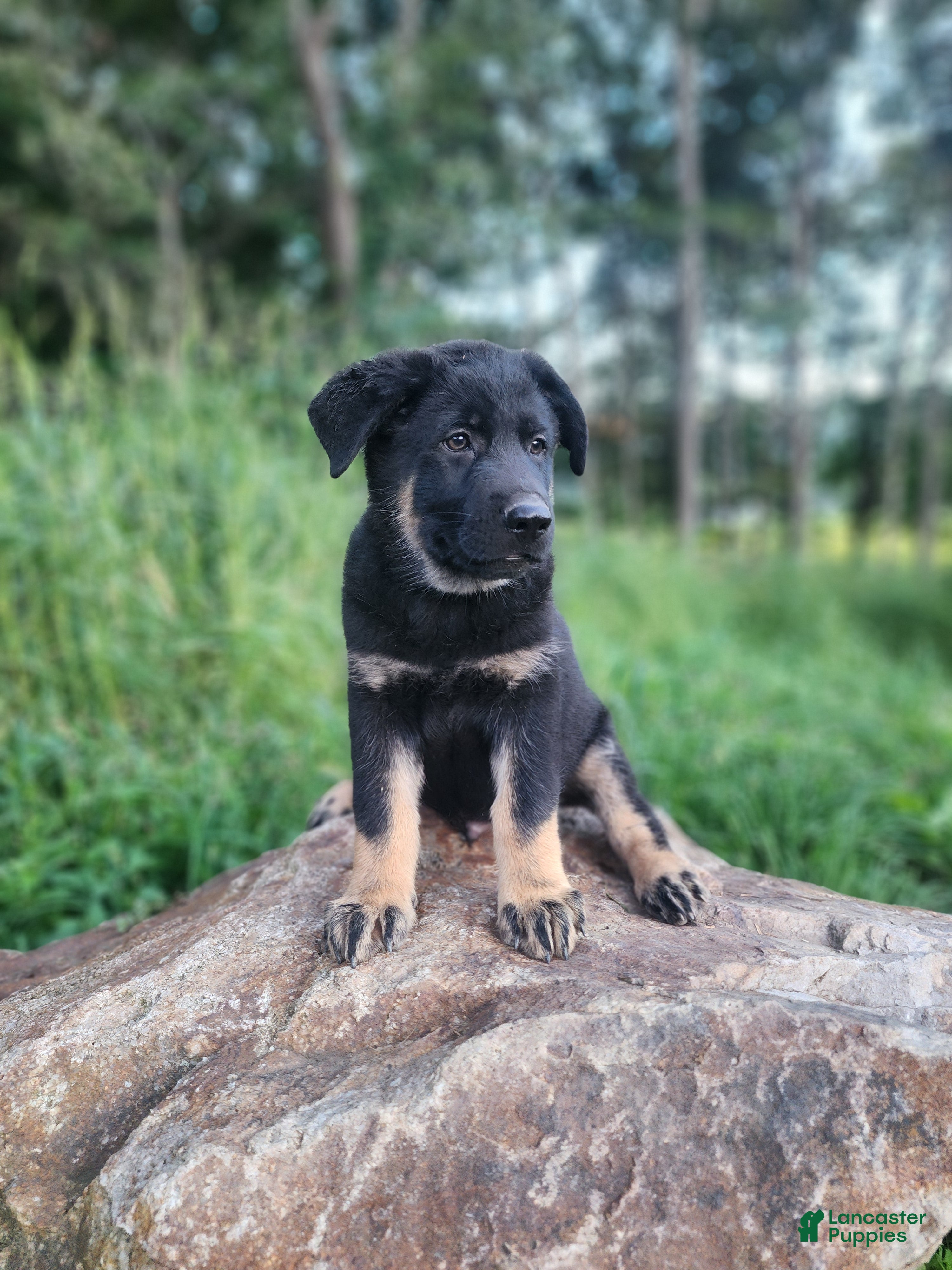 German Shepherd dogs  Tar - Ad 2