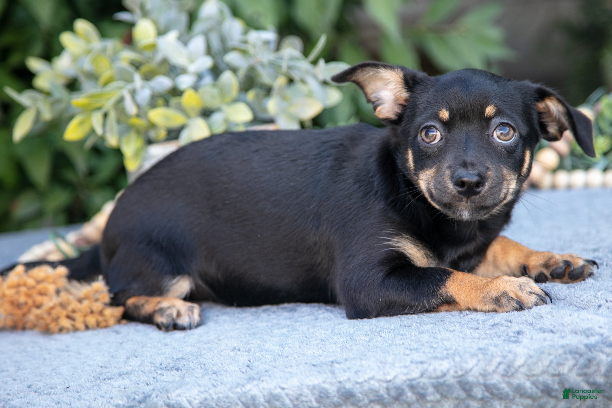 Chihuahua dogs Zoe - Ad 3