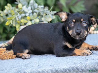 Chihuahua dogs Zoe - Ad 10