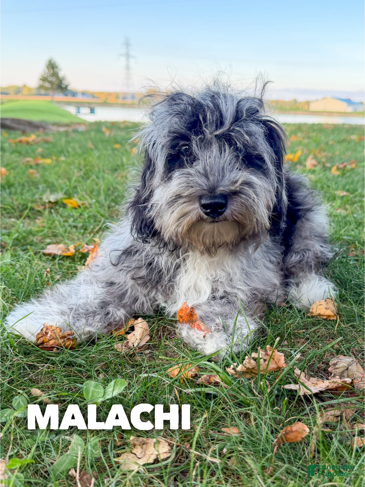 Mixed Breed dogs Malachi - Ad 37