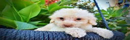 Havapoo dogs for sale: Leo-Sale!!! - Ad 2