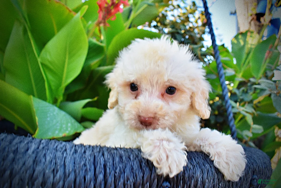 Havapoo dogs for sale: Leo-Sale!!! - Ad 2