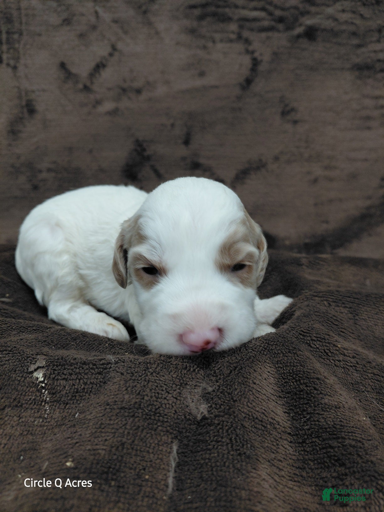 Mini Goldendoodle dogs Ethan - Ad 21