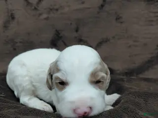 Mini Goldendoodle dogs Ethan - Ad 21