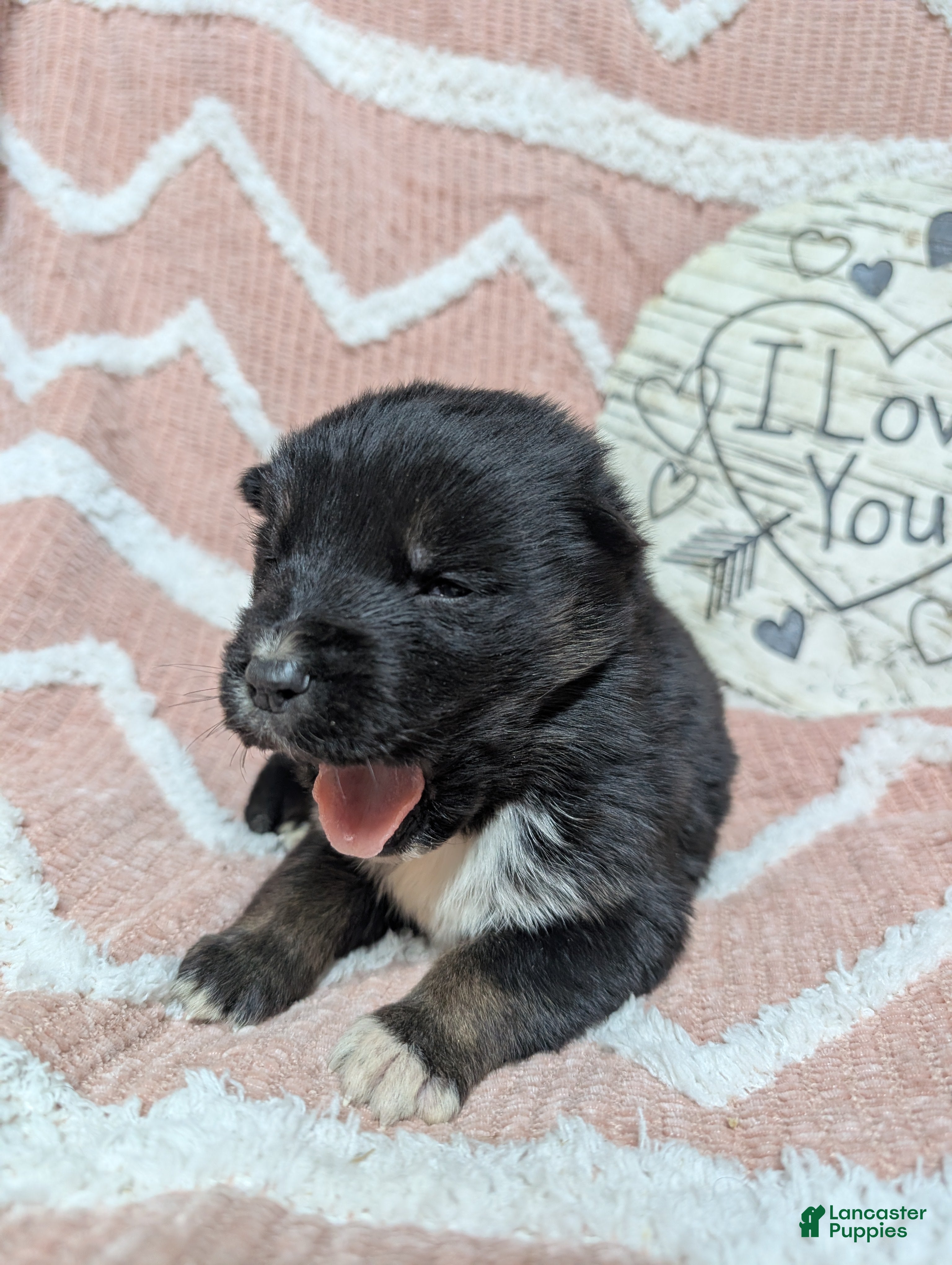 Gerberian Shepsky dogs Casper - Ad 8