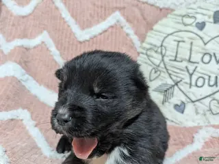 Gerberian Shepsky dogs Casper - Ad 8