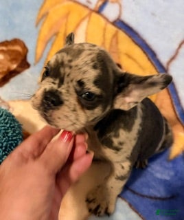 French Bulldog dogs Sofie - Ad 2