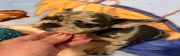 French Bulldog dogs for sale: Sofie - Ad 2