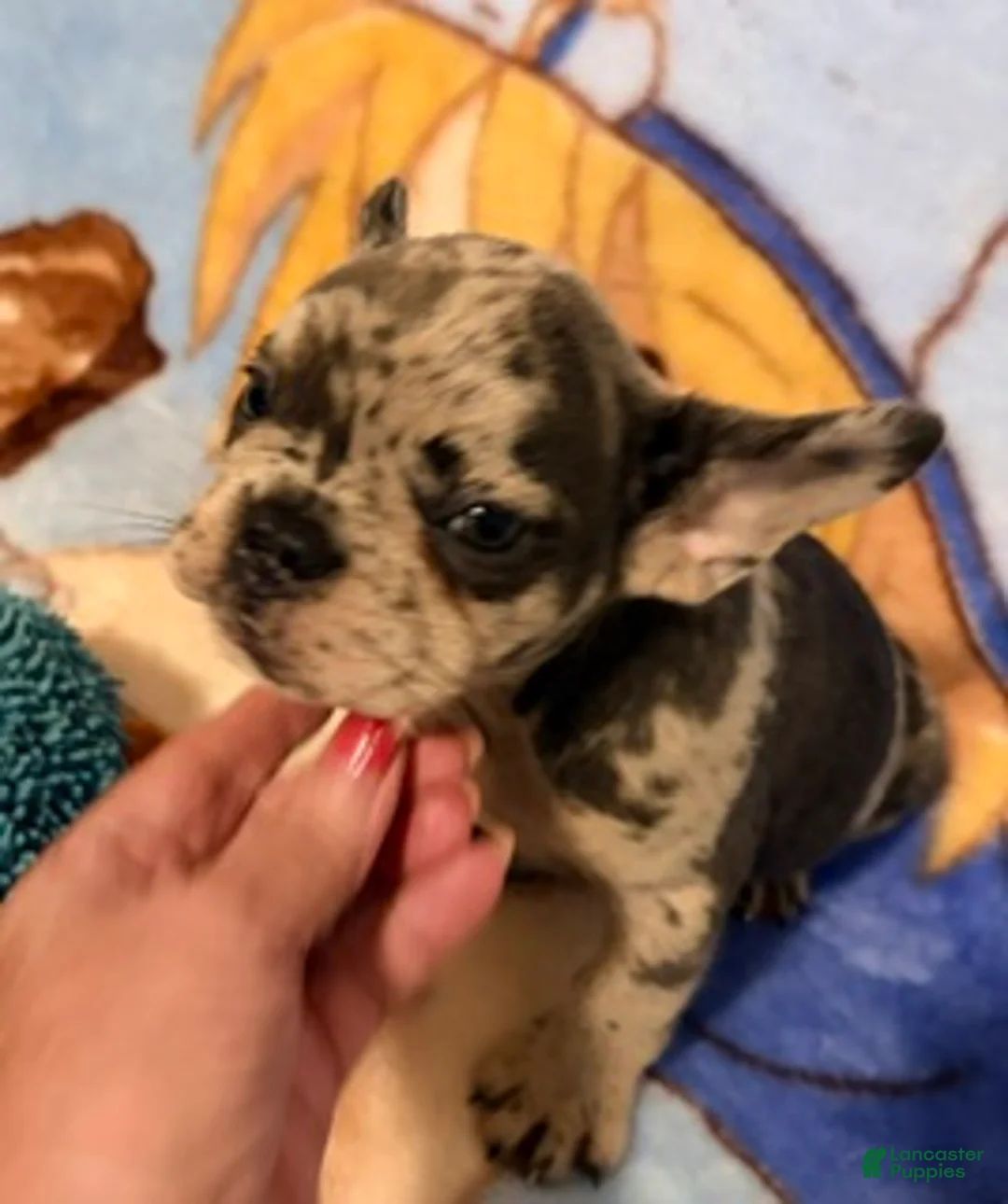 French Bulldog dogs for sale: Sofie - Ad 2