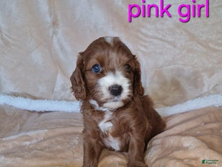 Cavapoo dogs - Ad 5