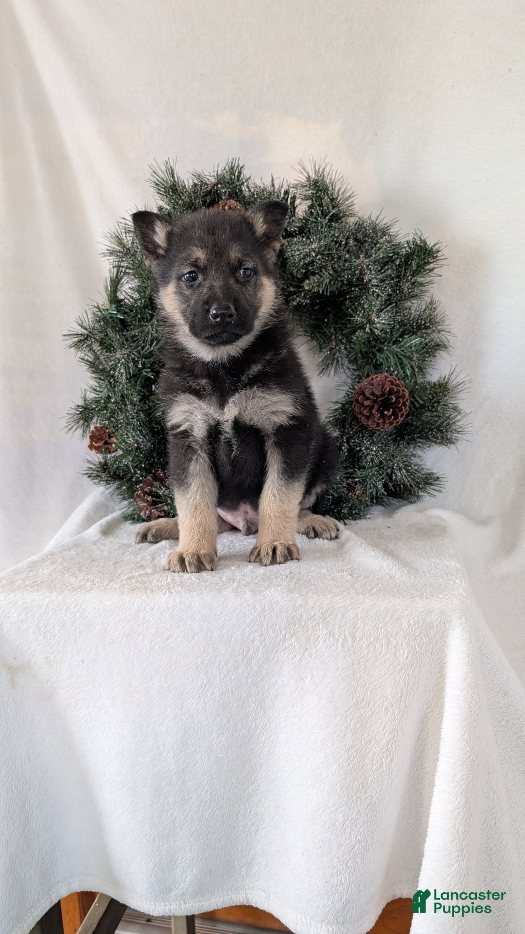 German Shepherd dogs for sale: Jay - Ad 7