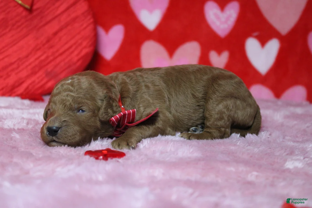 Goldendoodle dogs for sale: RC  - Ad 8
