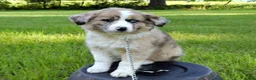 Australian Shepherd dogs for sale: Kayla - Ad 5