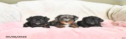 Toy Poodle dogs for sale: Callie - Ad 3