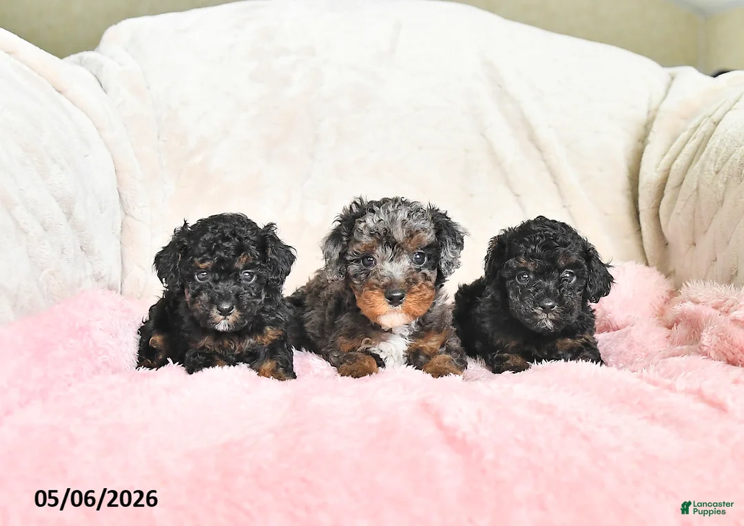 Toy Poodle dogs for sale: Callie - Ad 3