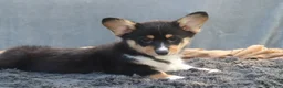 Welsh Corgi Pembroke dogs for sale: Lightning - Ad 2