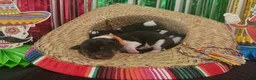 Basset Hound dogs for sale: Jose- orange - Ad 5
