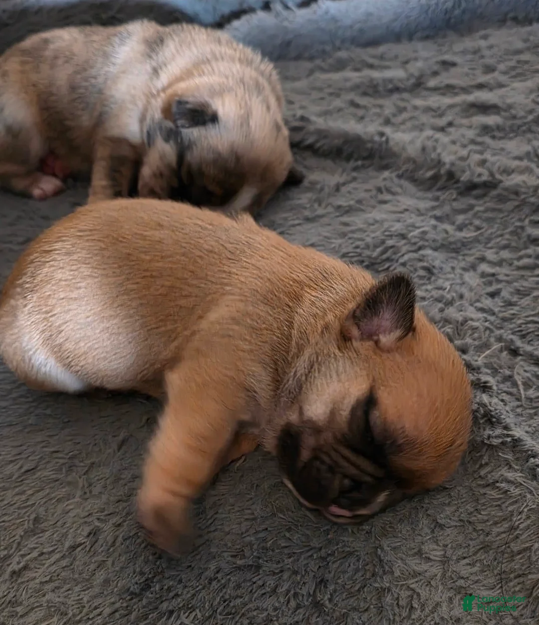 French Bulldog dogs for sale: French Bulldog Puppy 1 - Ad 1
