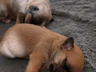 French Bulldog dogs French Bulldog Puppy 1 - Ad 26