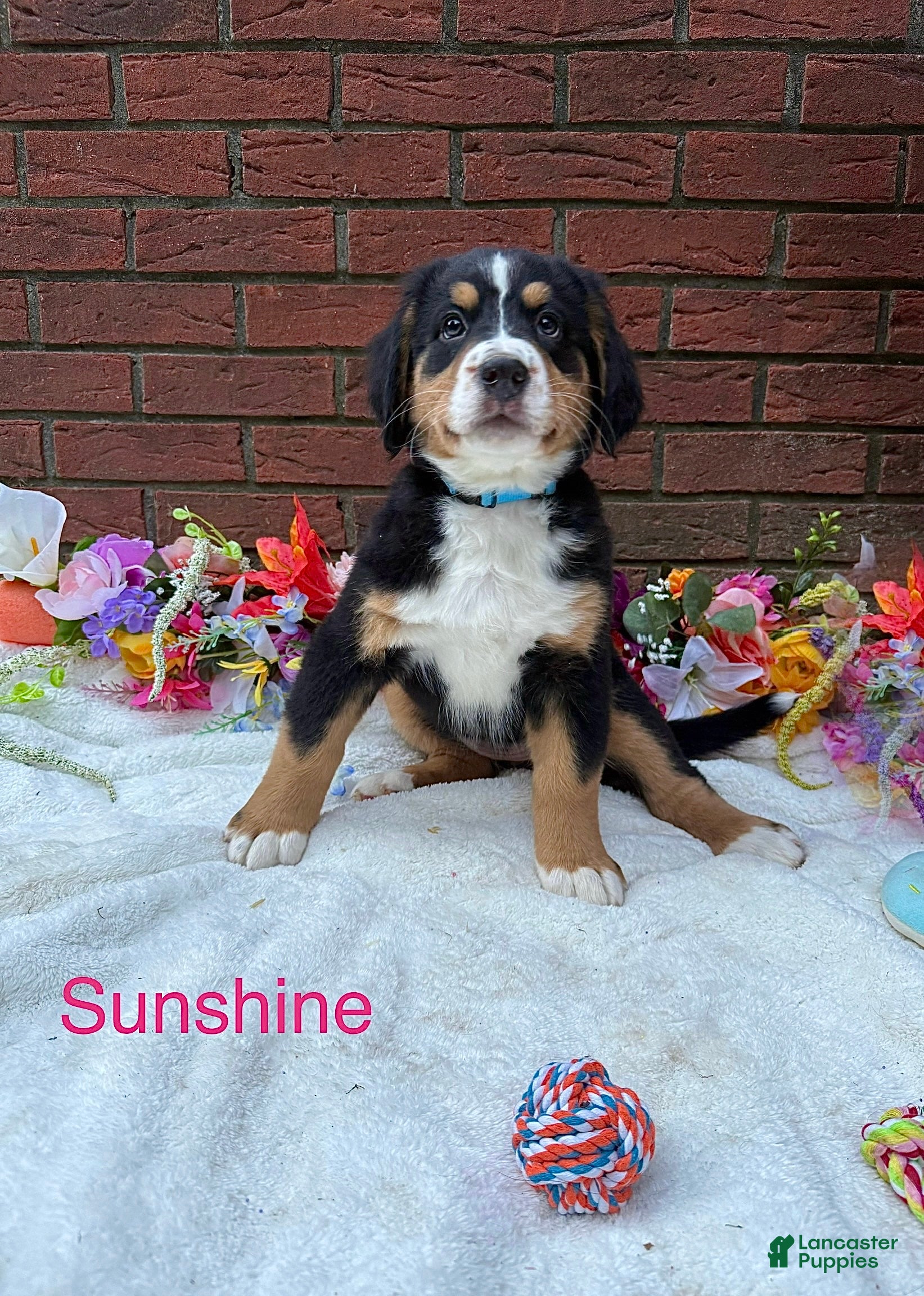 Golden Retriever Mix Doberman Bernese Mountain Dog Mix Golden