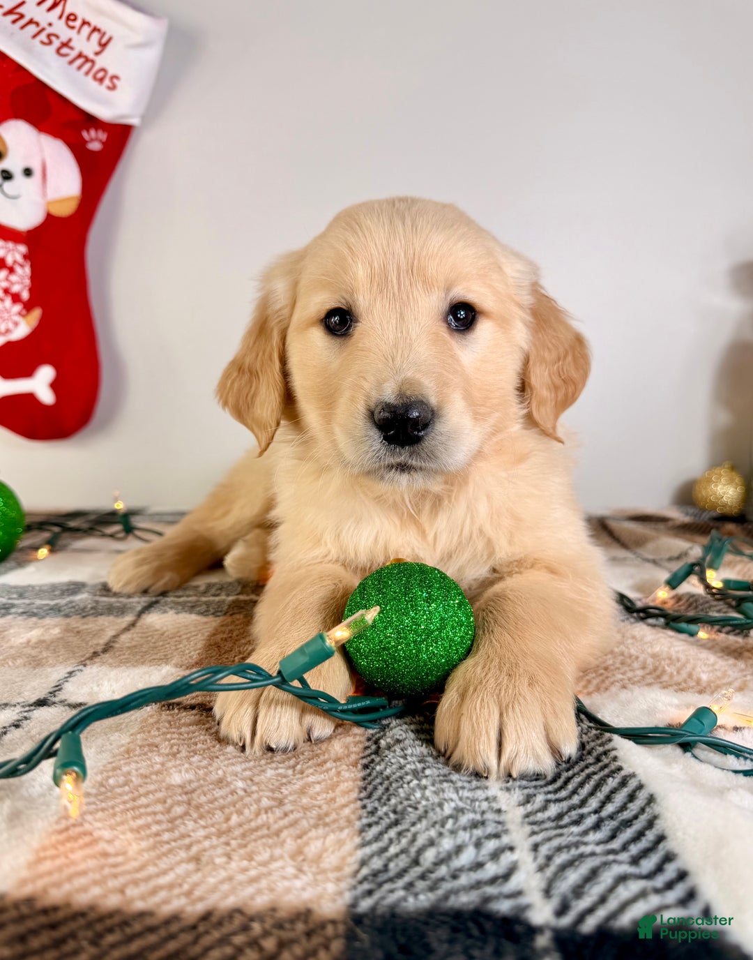Golden Retriever dogs for sale: AKC Grayson - Ad 2