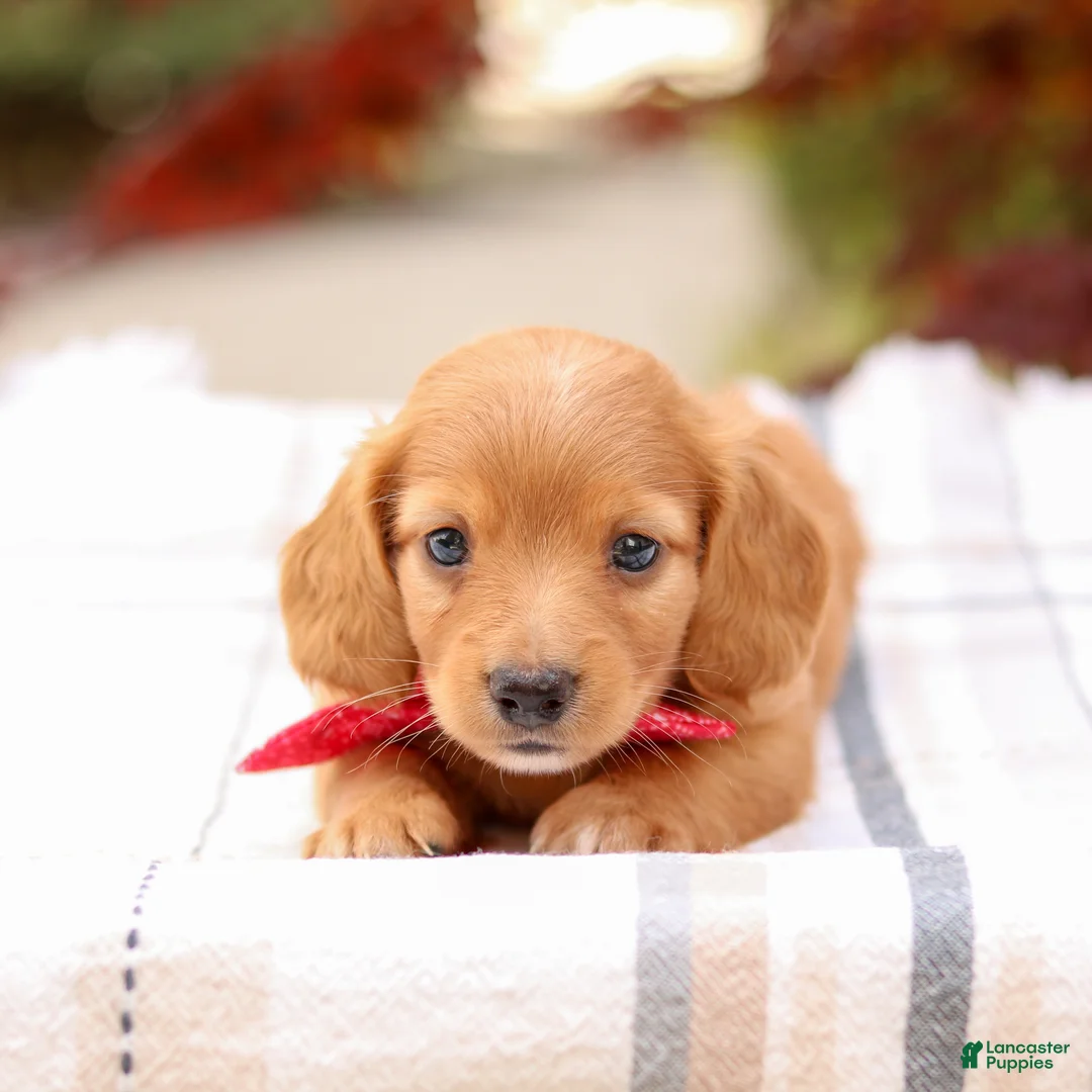 Miniature Dachshund dogs for sale: Kory - Ad 2