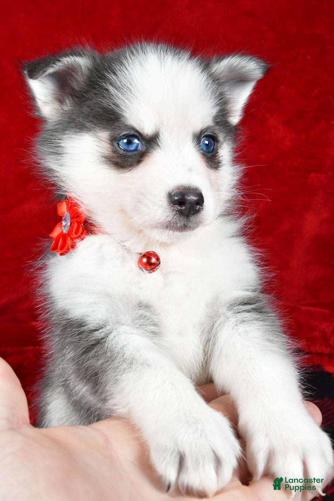 Pomsky dogs for sale: Veronica - Ad 3