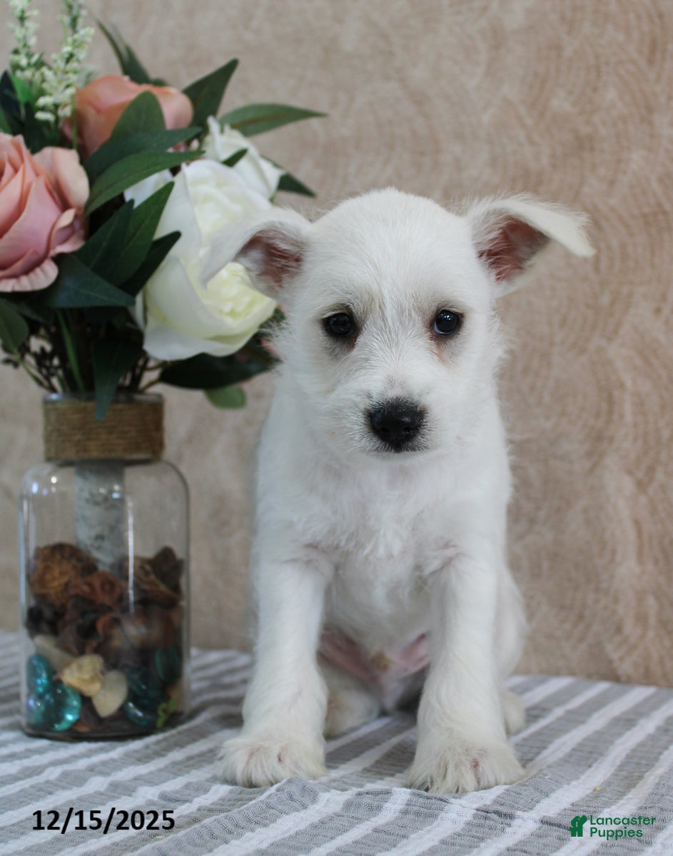 Miniature Schnauzer dogs Preston - Ad 16