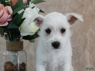 Miniature Schnauzer dogs Preston - Ad 16