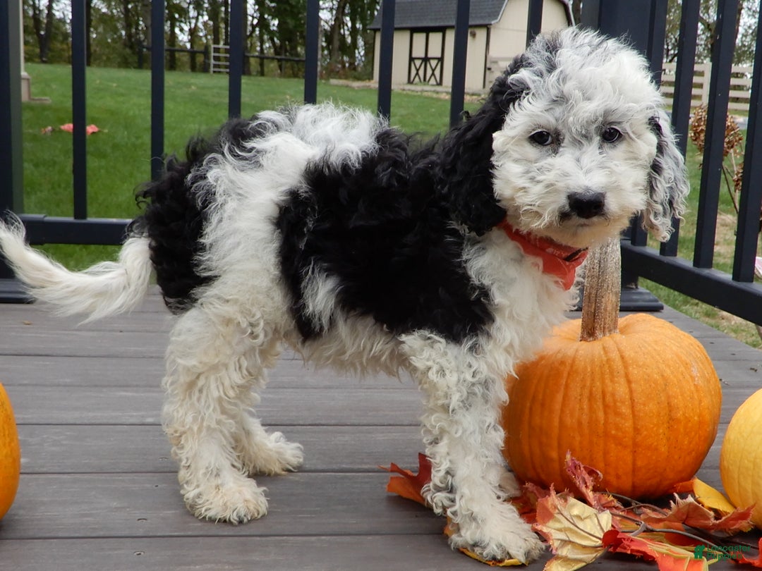 Sheepadoodle dogs for sale: Panda (medium) - Ad 2