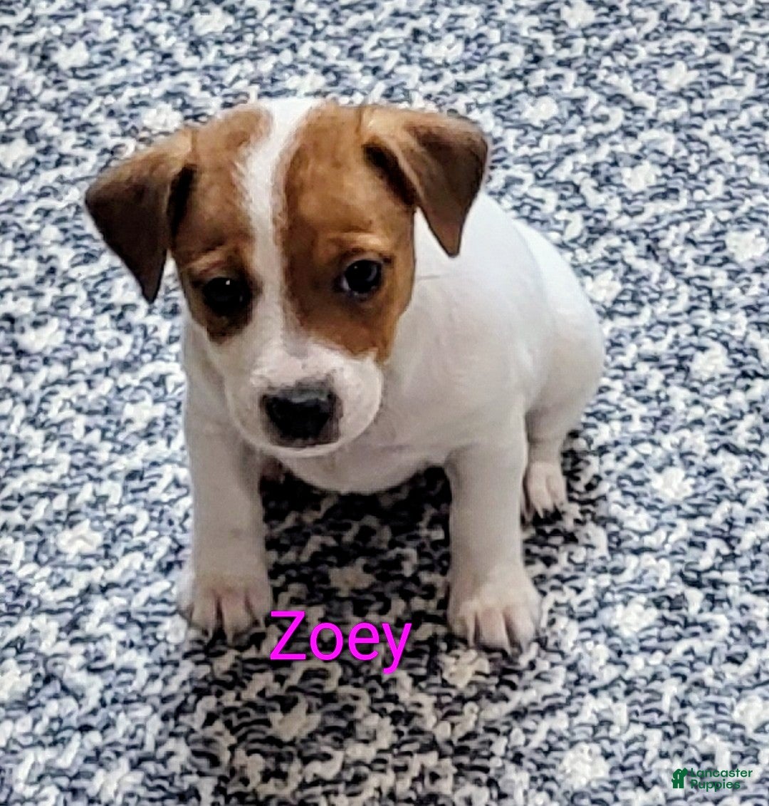 Jack Russell Terrier dogs Jack Russell Terrier 3 - Ad 1