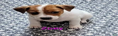 Jack Russell Terrier 3