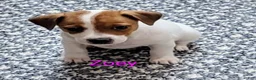 Jack Russell Terrier dogs for sale: Jack Russell Terrier 3 - Ad 1