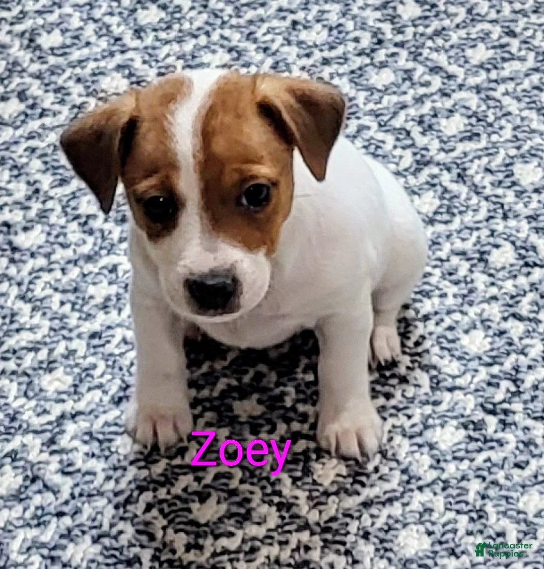 Jack Russell Terrier dogs for sale: Jack Russell Terrier 3 - Ad 1