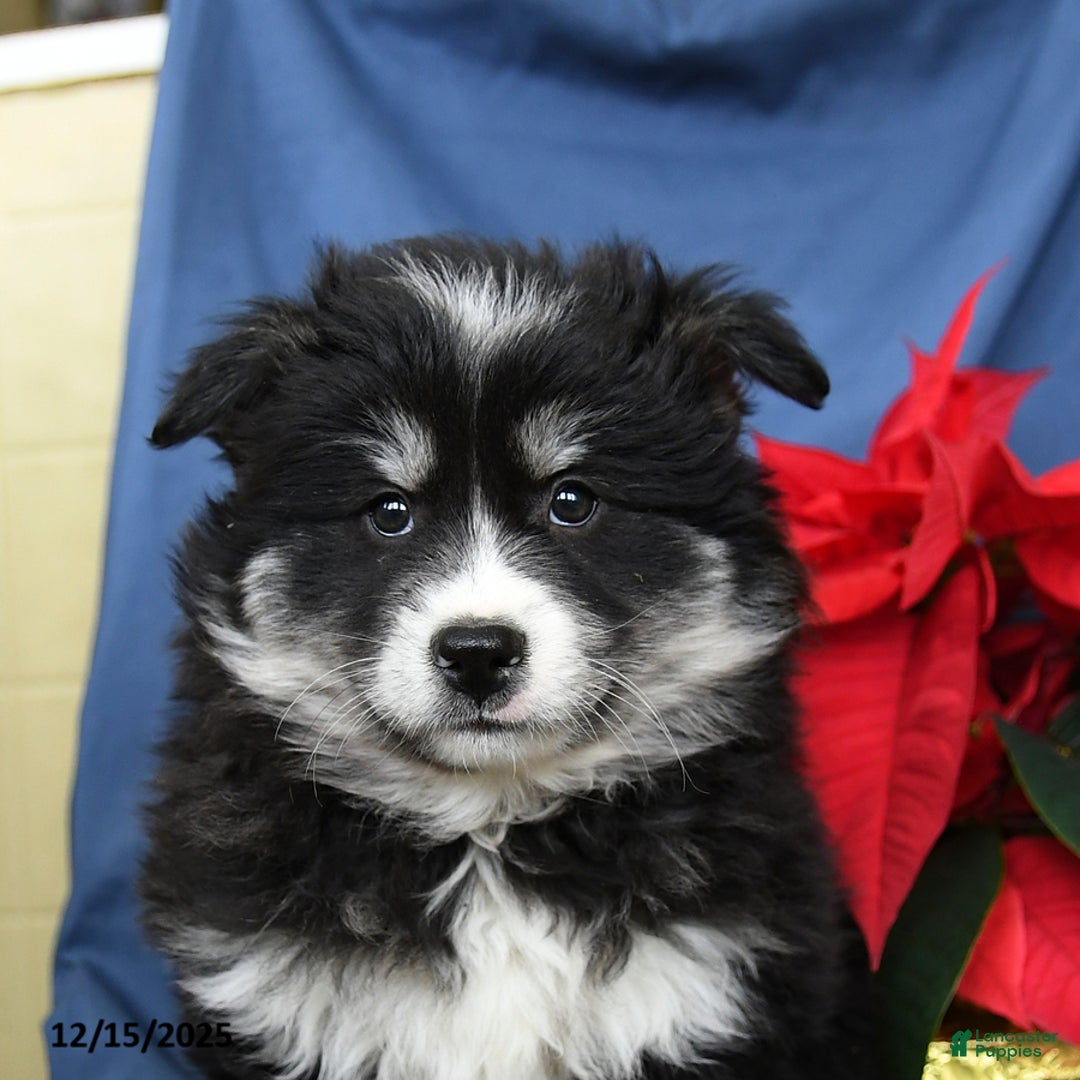 Mixed Breed dogs for sale: Craig - Ad 5