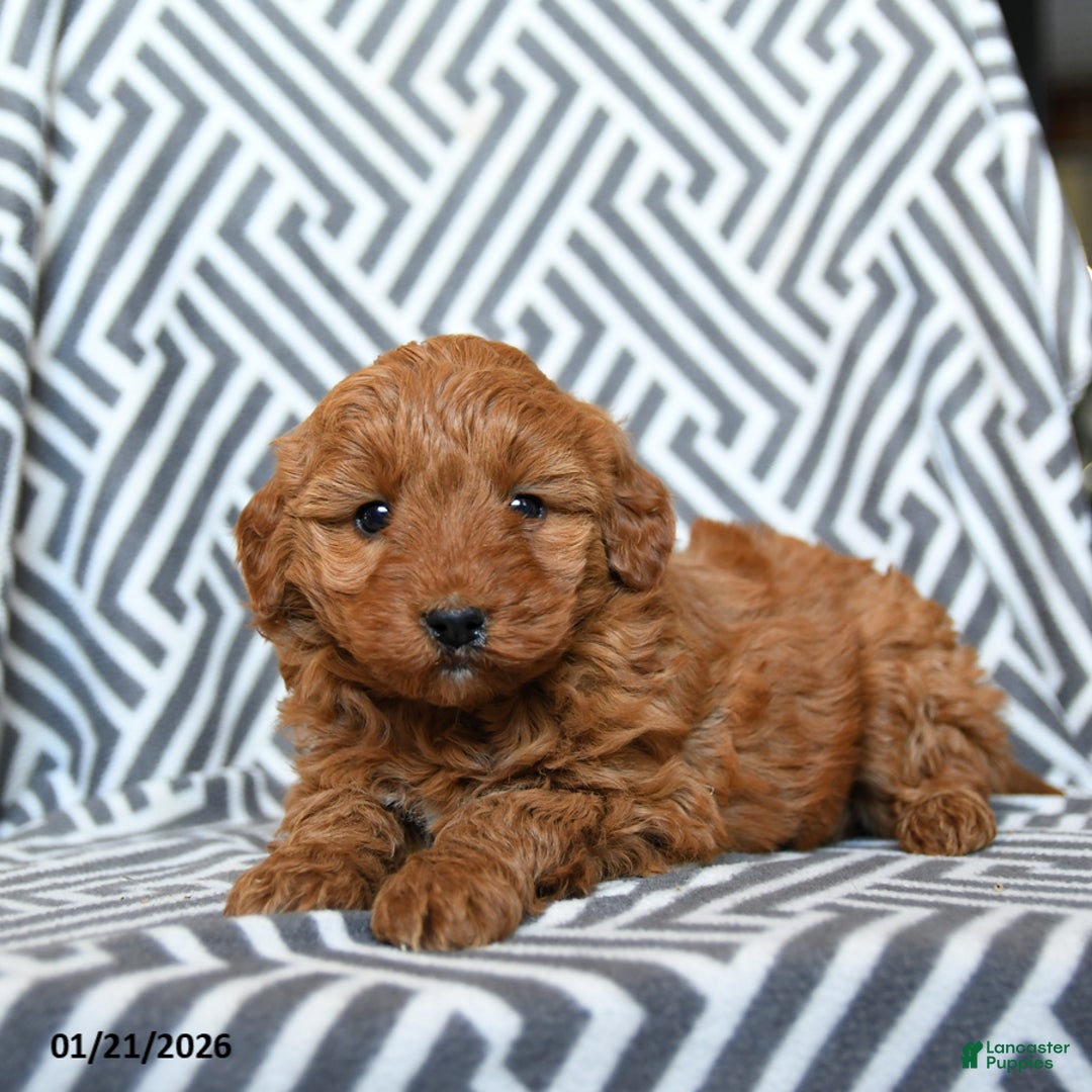 Mini Goldendoodle dogs for sale: Skittles - Ad 3