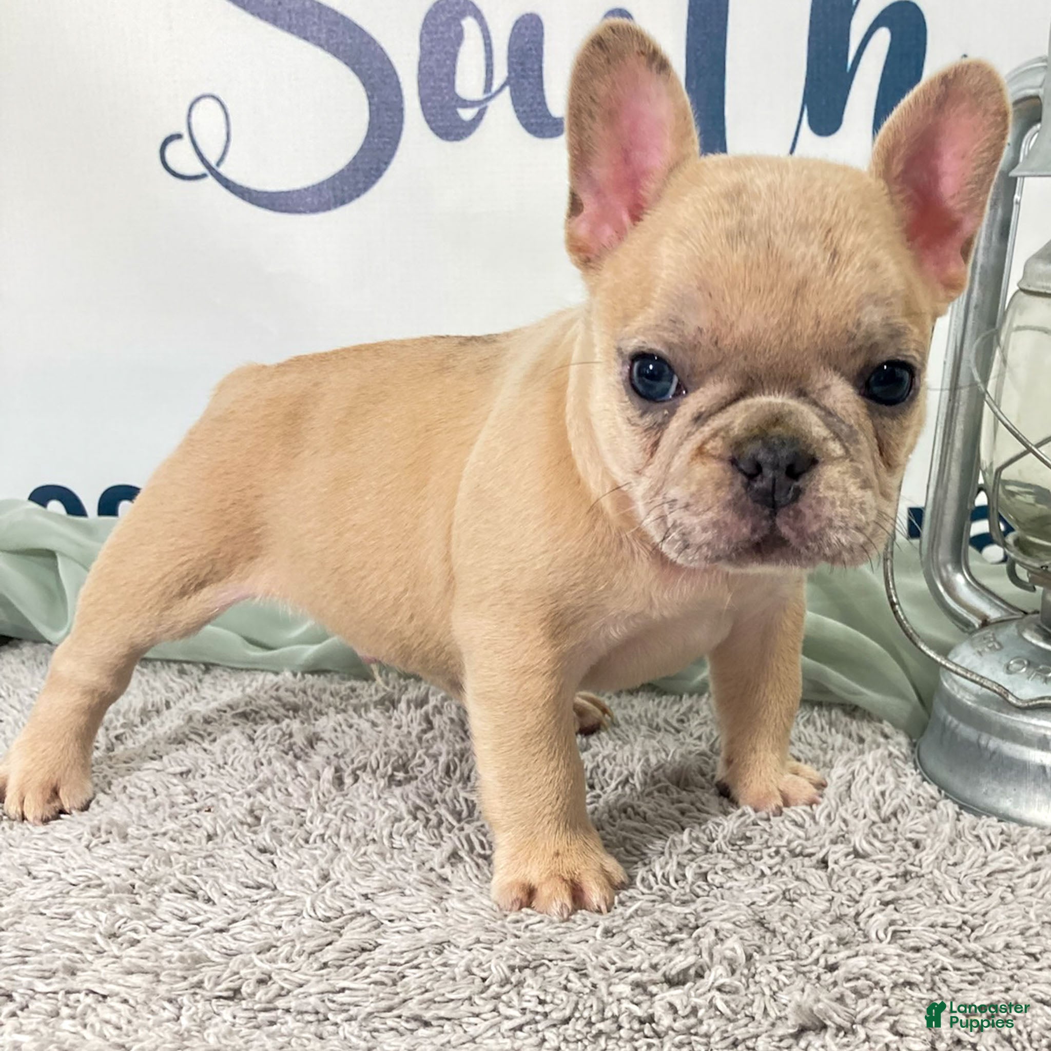 French Bulldog dogs Marlow French Bulldog Puppy  - Ad 2