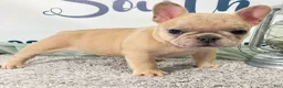 French Bulldog dogs for sale: Marlow French Bulldog Puppy  - Ad 2