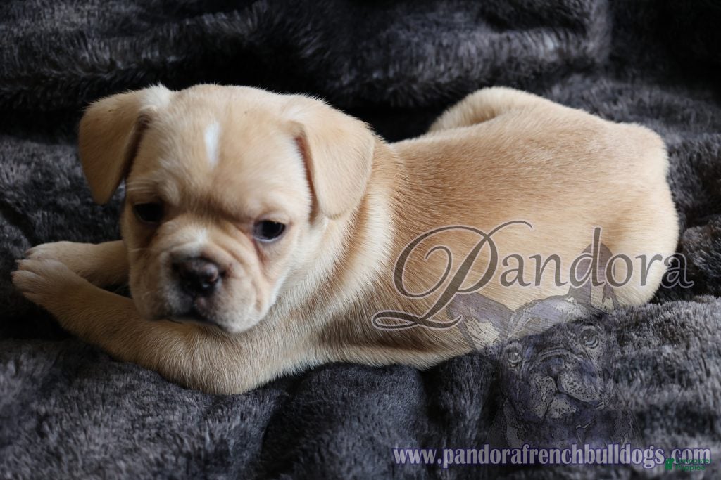 French Bulldog dogs Edge - Ad 2