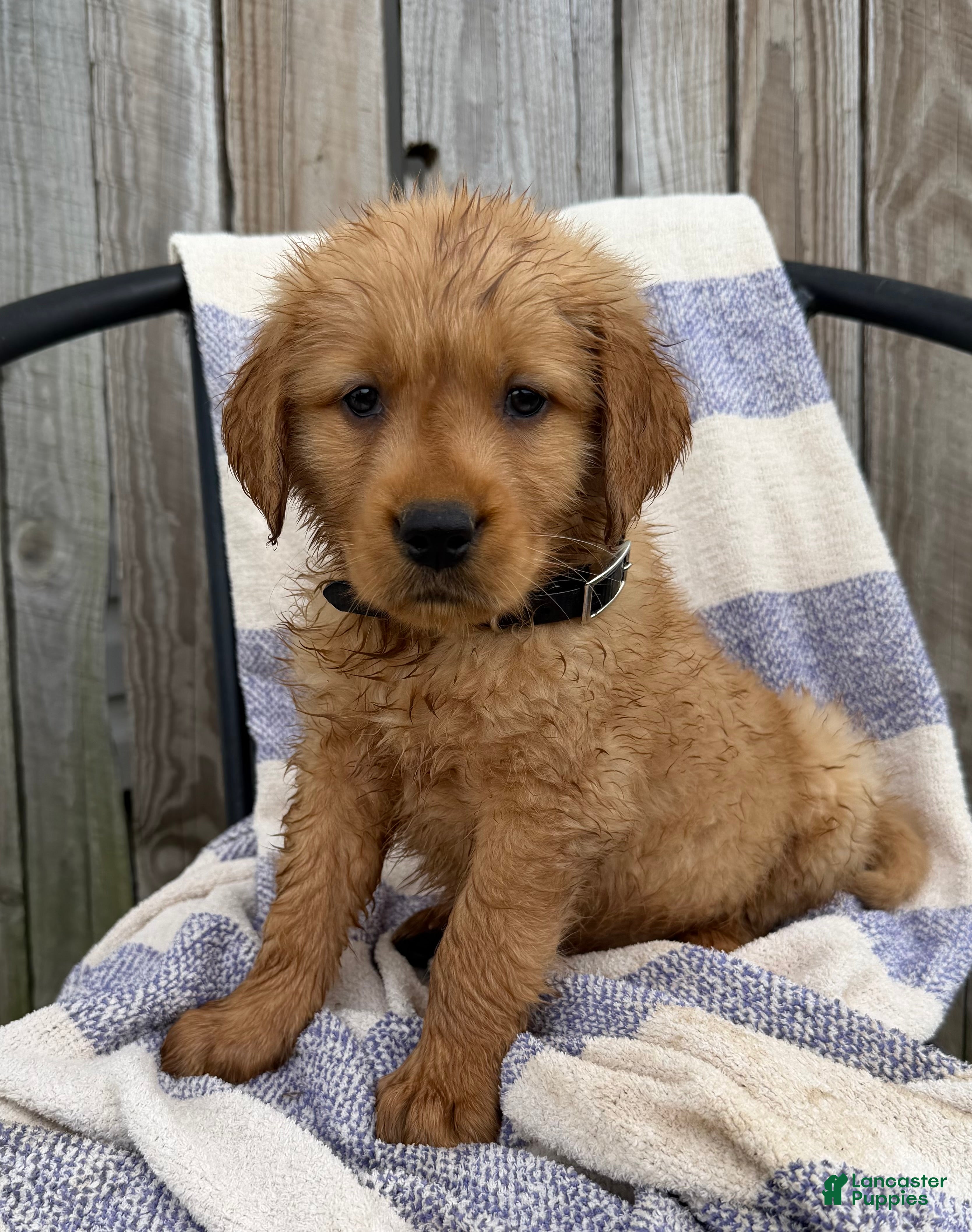 Golden Retriever dogs Diesel - Ad 2