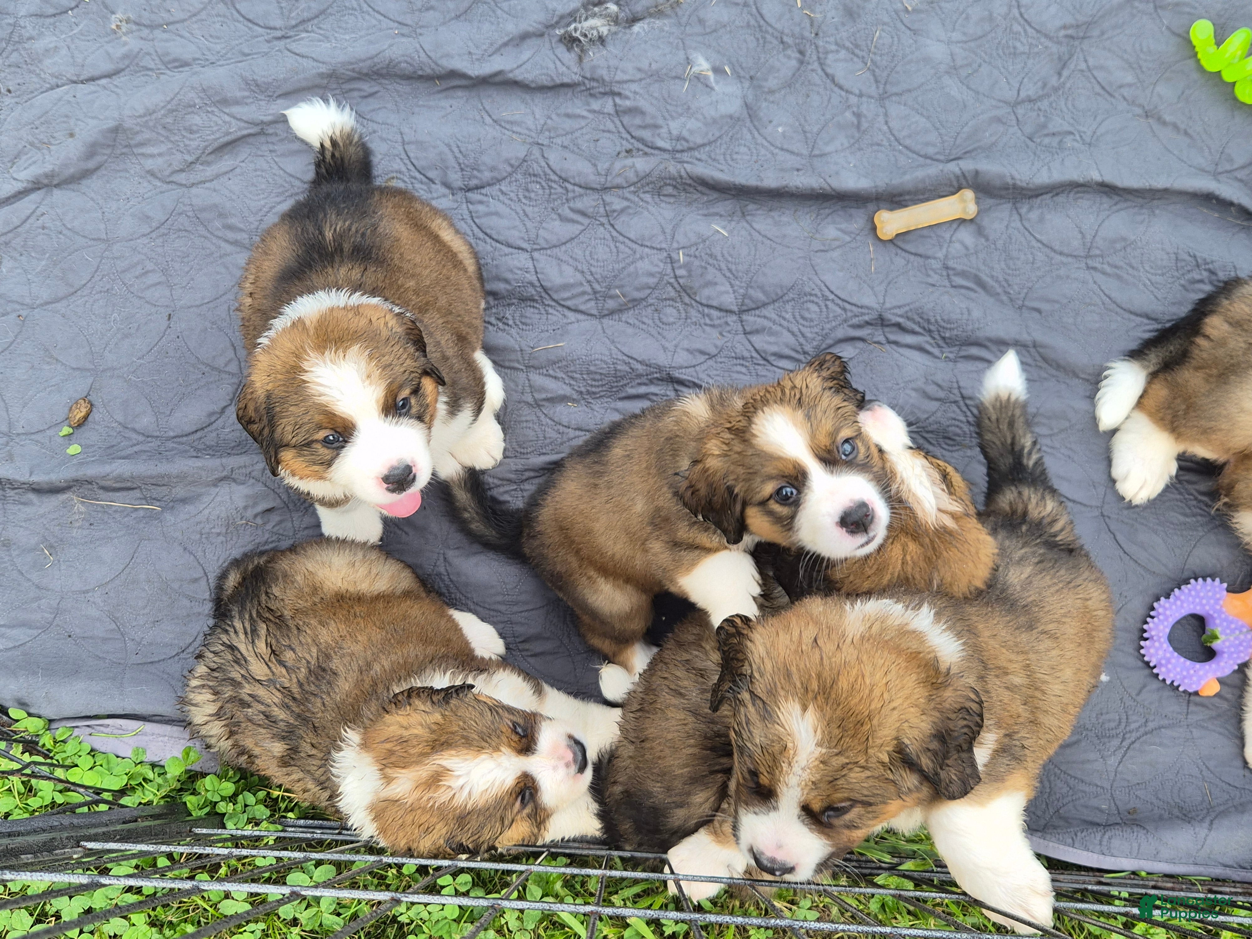 Mixed Breed dogs First Pick Female St Bernese Puppy dob 6/2/26 - Ad 7