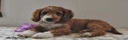 Mini Goldendoodle dogs for sale: Fancy  - Ad 4