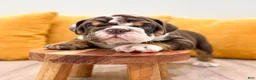 English Bulldog dogs for sale: Ely - Ad 3