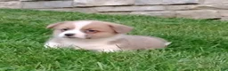 Welsh Corgi Pembroke dogs for sale: Welsh Corgi Pembroke 5 - Ad 5