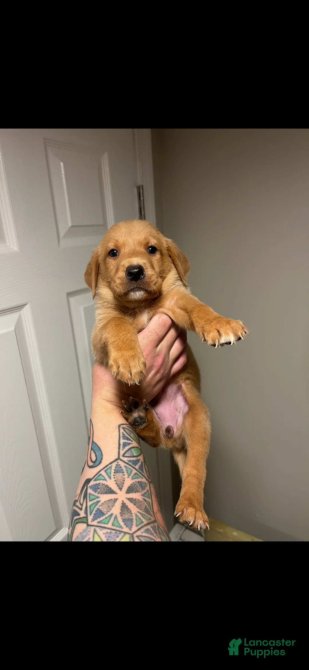 Labrador Retriever dogs for sale: Jola - Ad 1
