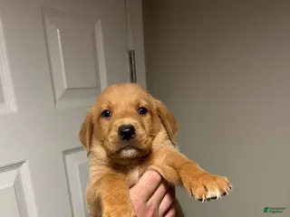 Labrador Retriever dogs Jola - Ad 32